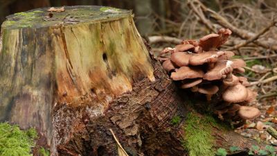 Mörkfjällig honungsskivling som växer på trädstubbe.