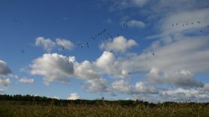 Grågäss får man också jaga från och med 20 augusti men bara på en del ställen i Finland. Flygande grågäss i Marieberg i Ingå.