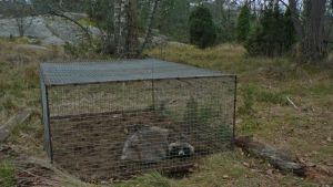 En mårdhund i en fälla. Arkivbild. Mårdhund fångad i KANU-fälla. Fällan fångar mårdhunden levande och kollas/vittjas enligt jaktlagen dagligen