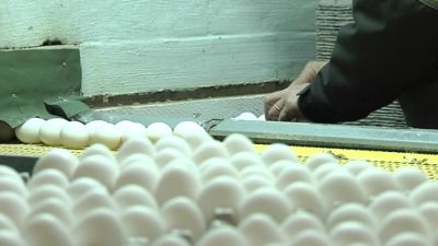 Ägg sorteras på en hönsgård
