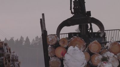 Skogstraktor lastar av stockar för vidare transport