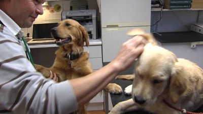 Veterinär Janne Sillman med sin hundassistent Peppi gör diagnos