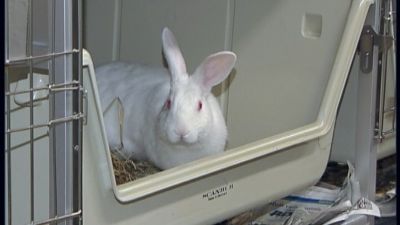 En kanin i ett laboratorium