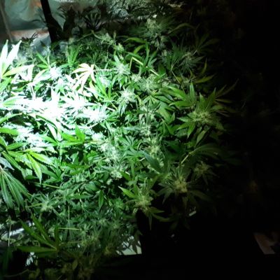 Kannabiskasveja kasvatusteltassa