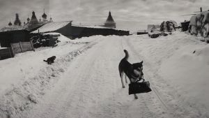 Ett av fotografen Pentti Sammallahtis favoriter ur hans egen produktion föreställer en hund som är på väg till butiken med sin ägares väska i munnen. Ett av fotografen Pentti Sammallahtis favoriter ur hans egen produktion föreställer en hund som är på väg till butiken med sin ägares väska i munnen.