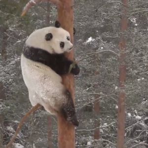 Det blev klättring så fort pandorna slapp ut i snön. 
