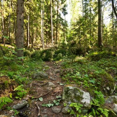 Polun päälle kaatunut puu Kuopion Puijolla