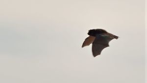 Det är inte lätt att få bra foton på arten. En fladdermus flyger från höger till vänster på himlen.