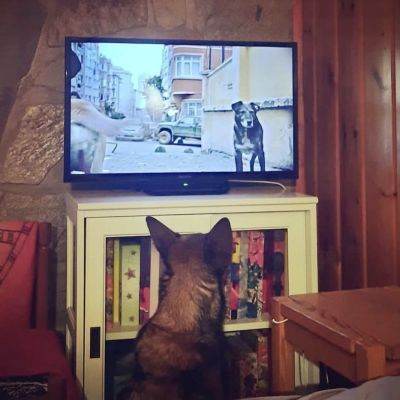Koira istuu lattialla ja katsoo koiraa televisiossa.