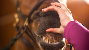 tyttö katsoo hevosen hampaita