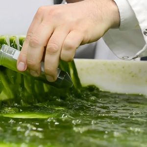 Tutkijat selvittävät levien uusia käyttömahdollisuuksia.