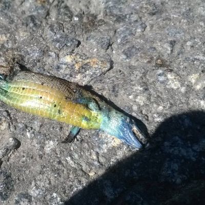 värikäs sisiliskon raato