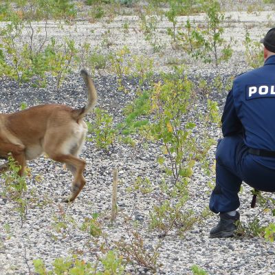Poliisikoirapartio etsintätehtävissä.