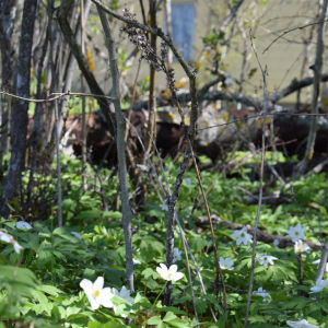 Det gula egnahemshuset i Sjundeå motsvarar känslan i Klaus Härös eget barndomshem i Borgå. vitsippor