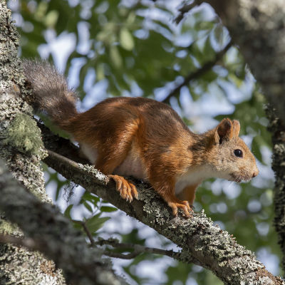 Orava pihlajan oksalla