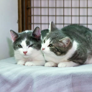 Två gråvita katter ligger brevid varandra på en grå filt.