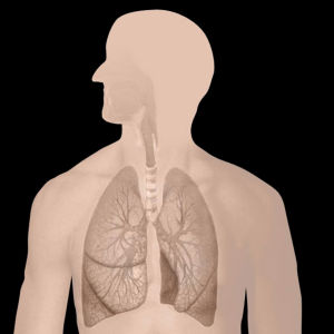 Keuhkojen anatomiaa