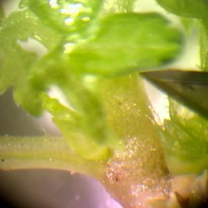 En växt ses genom mikroskop