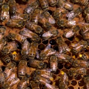 40 bin i en bikupa