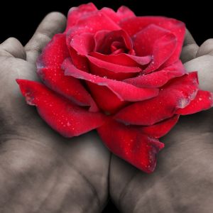 Kädessä punainen ruusu