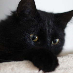 Musta kissa