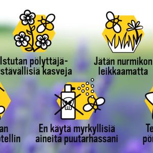 Viisi tapaa auttaa pölyttäjiä.