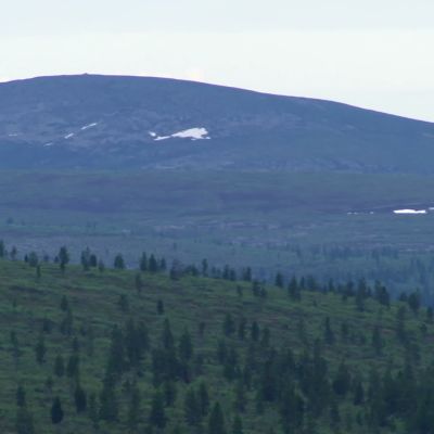 kalfjäll i Lappland