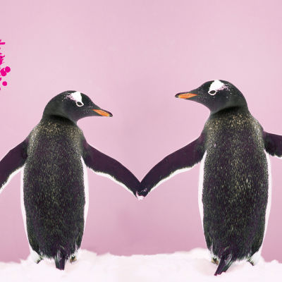 två pingviner som går hand i hand