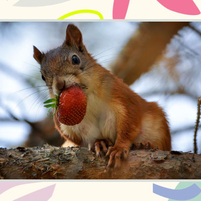 Orava istuu puunoksalla mansikka suussaan.