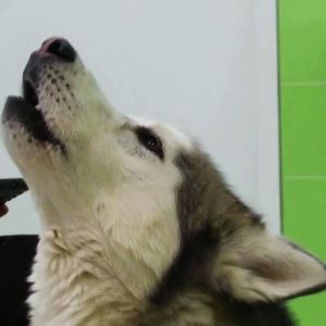 En siberian husky-hund som ylar i ett rum. bredvid hunden syns en hand som håller i en telefon. Kakelväggen i bakgrunden är limegrön.