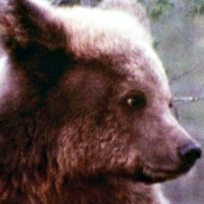 Karhu Karhun maa -dokumentissa 1982.