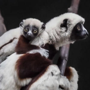 Lemurinpoikanen emonsa selässä