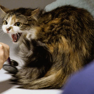 Kissakuiskaaja puhuu kissalle kissan kieltä — purisee, muttei sähise |  Eläinsairaala 