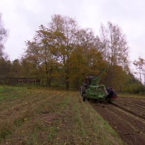 maskinell potatis upptagning