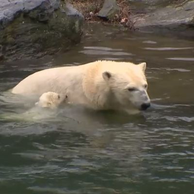 Isbjörnen Tonja med sin unge.