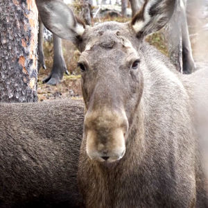 Algarna Vandrar Igen Den Stora Algvandringen Finns Nu Pa Arenan Natur Svenska Yle Fi