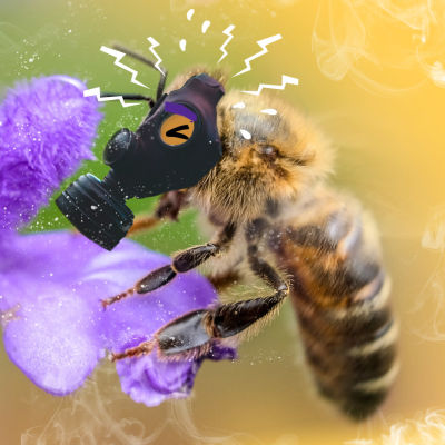 Mehiläisellä on kaasunaamari - ympärillä leijuu myrkyllistä savua