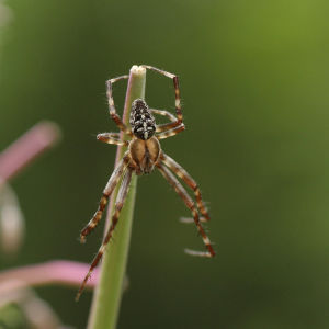 Aitoristihämähäkki