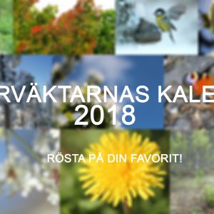 Naturväktarnas kalender 2018, rösta på din favorit!