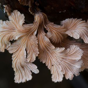 Australialainen dokumentti selvittää, miten sienet muovaavat maailmaa.