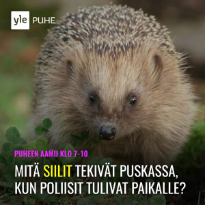 Yle Puhe Somenostot Yle Puhe Yle Fi