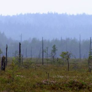 Aapasuo Patvinsuon kansallispuistossa.