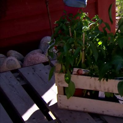 Camilla och owe bär in tomat- och chiliplantor