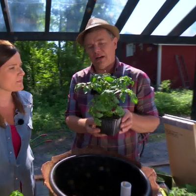 Minitomatplantan är liten och låg