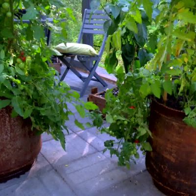 Tomatplantor i självbevattningskrukorna