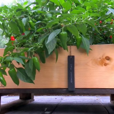 Chiliplantorna frodas i lastpallarna