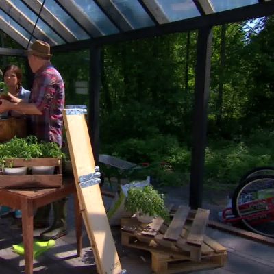 Owe visar Camilla skillnader mellan de olika tomatsorterna