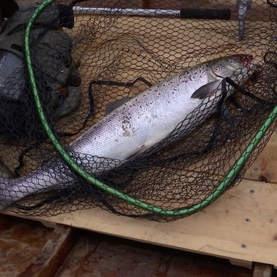 Viiden ja puolen kilon lohi Tornionjoen Honkasuvannosta 27.6.2016
