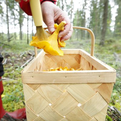 Sienestäjä puhdistaa keltavahveroita.