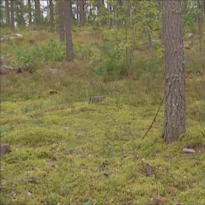 Sieniin törmätään metsässä, mutta arjessa sieniteknologiaa hyödynnetään kaikkialla.